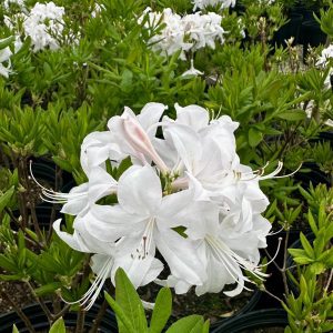Azalea hybrida 'Girard's Rose' | Piedmont Carolina Nursery